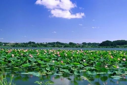 洪湖生态旅游区